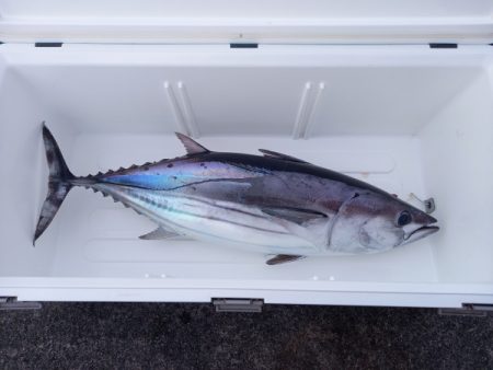 小海途 釣果