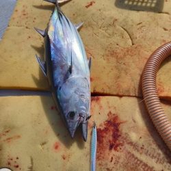 小海途 釣果