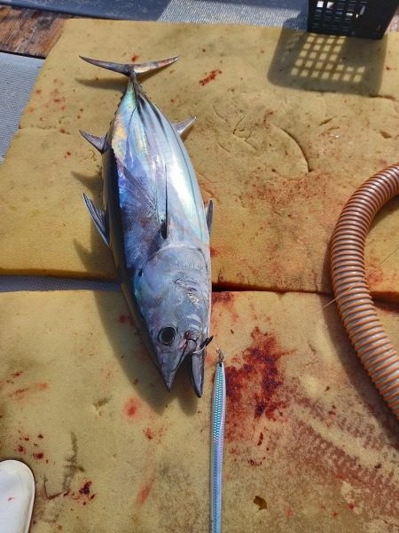 小海途 釣果