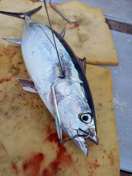 小海途 釣果