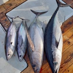 小海途 釣果