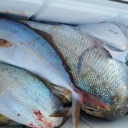 第五慶門丸 釣果