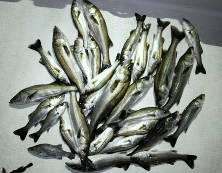 TOPGUN名古屋 釣果