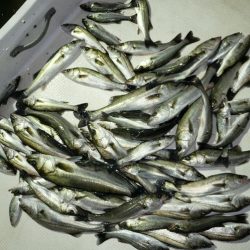 TOPGUN名古屋 釣果