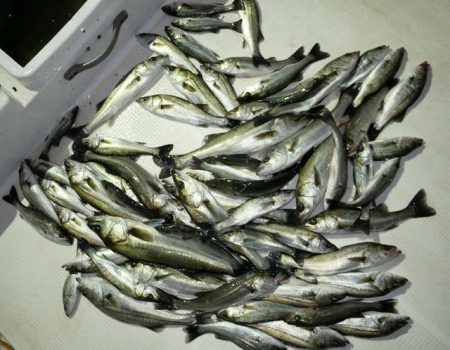 TOPGUN名古屋 釣果