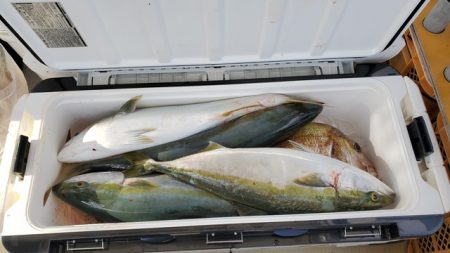 遊漁船　ニライカナイ 釣果