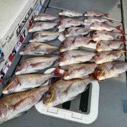 遊漁船 セトマリン 釣果