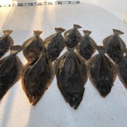 Magic（マジック） 釣果