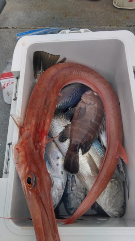 遊漁船 新鋭丸 釣果