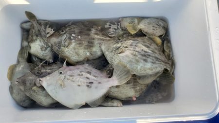 遊漁船 ニライカナイ 釣果