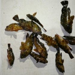 TOPGUN名古屋 釣果