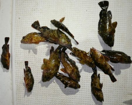 TOPGUN名古屋 釣果