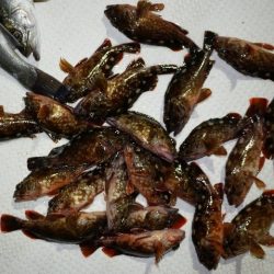 TOPGUN名古屋 釣果