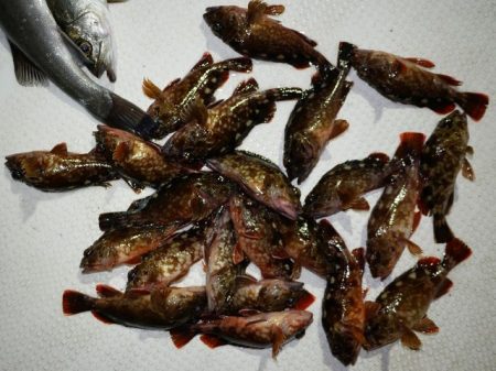 TOPGUN名古屋 釣果