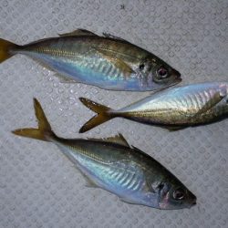 TOPGUN名古屋 釣果