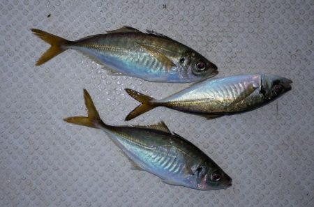 TOPGUN名古屋 釣果