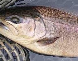 フィッシング サンクチュアリ 釣果