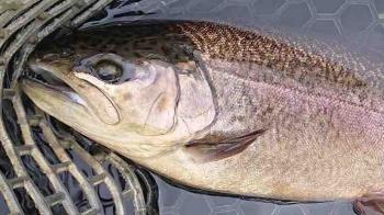 フィッシング サンクチュアリ 釣果