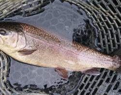 フィッシング サンクチュアリ 釣果