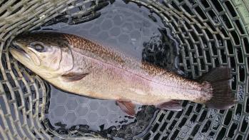 フィッシング サンクチュアリ 釣果