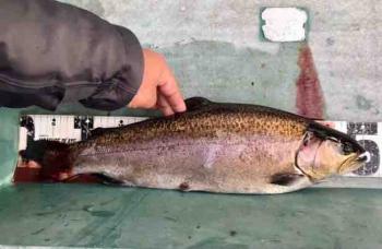 フィッシング サンクチュアリ 釣果