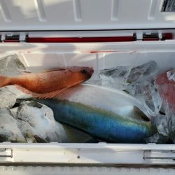 遊漁船　ニライカナイ 釣果