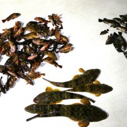 TOPGUN名古屋 釣果