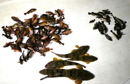 TOPGUN名古屋 釣果