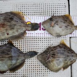 遊漁船　ニライカナイ 釣果