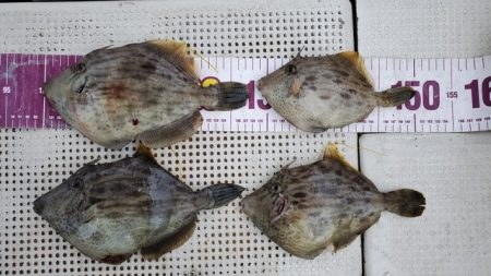 遊漁船　ニライカナイ 釣果