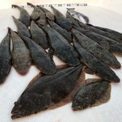 Magic（マジック） 釣果