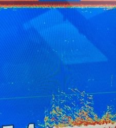 シーモンキー 釣果