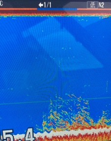 シーモンキー 釣果