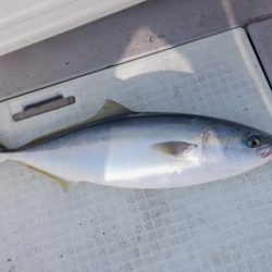 遊漁船 遊友 釣果