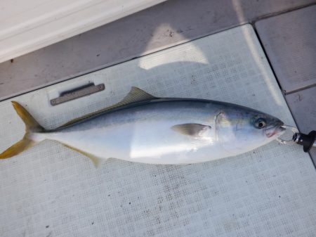 遊漁船 遊友 釣果