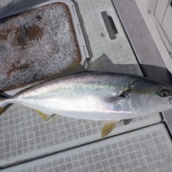 遊漁船 遊友 釣果