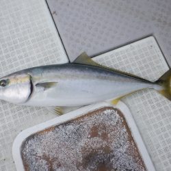 遊漁船 遊友 釣果