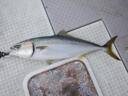 遊漁船 遊友 釣果