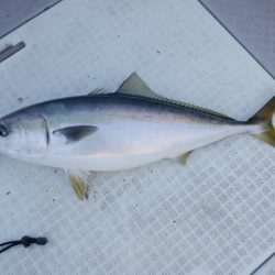 遊漁船 遊友 釣果