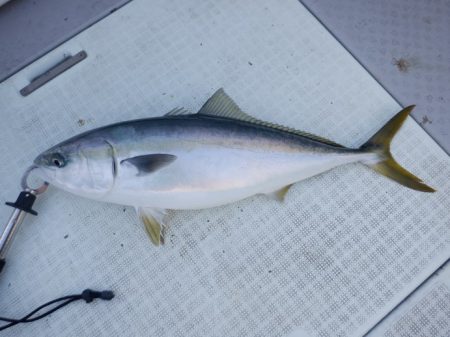 遊漁船 遊友 釣果