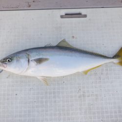 遊漁船 遊友 釣果