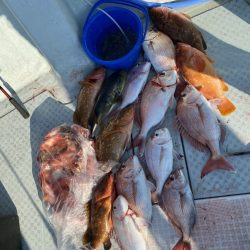 リトルワン 釣果