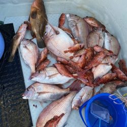 リトルワン 釣果