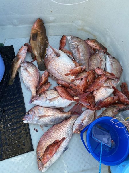 リトルワン 釣果