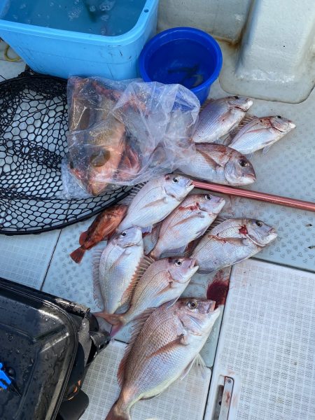 リトルワン 釣果