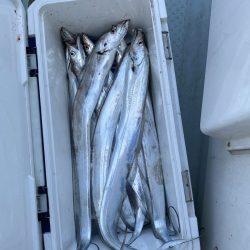 リトルワン 釣果