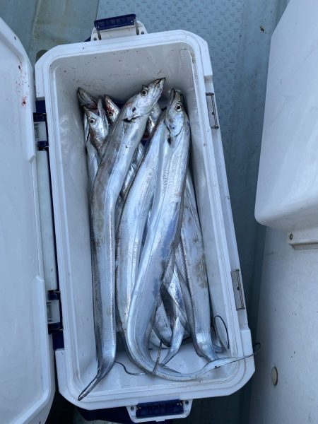 リトルワン 釣果