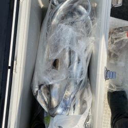 リトルワン 釣果