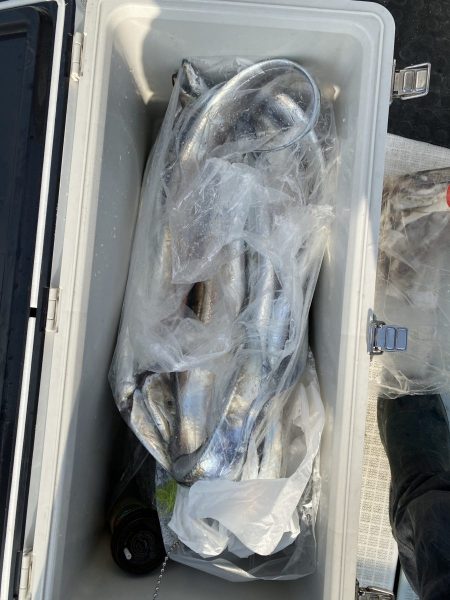 リトルワン 釣果