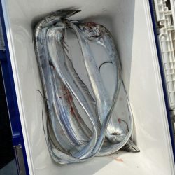 リトルワン 釣果